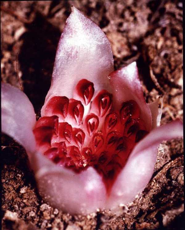 Rhizanthella gardneri photo