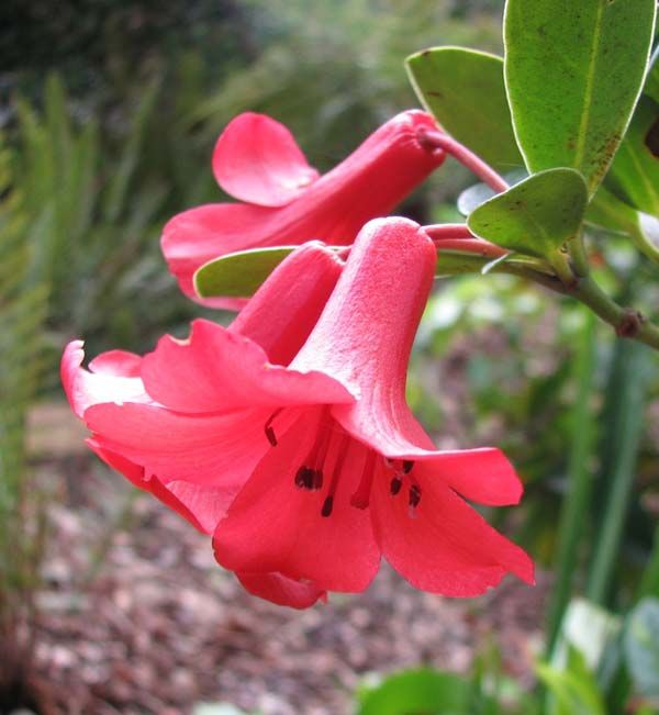 Rhododendron lochiae photo