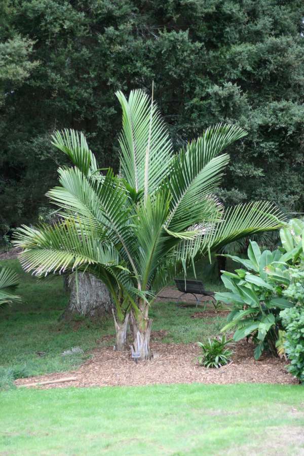 Rhopalostylis baueri photo