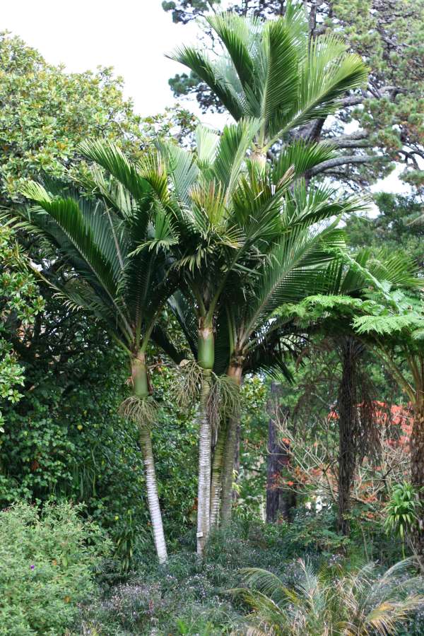 Rhopalostylis baueri photo