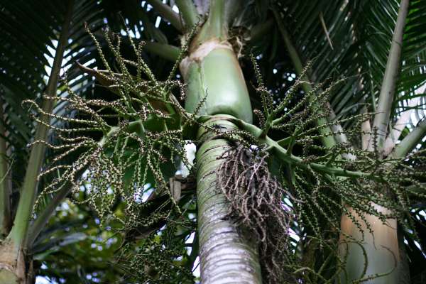 Rhopalostylis baueri photo