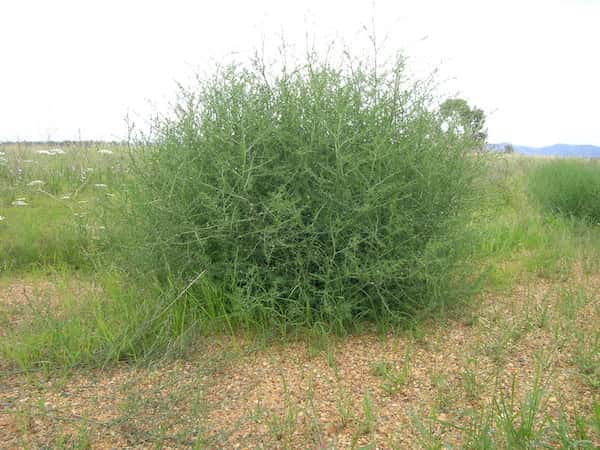 Salsola australis photo