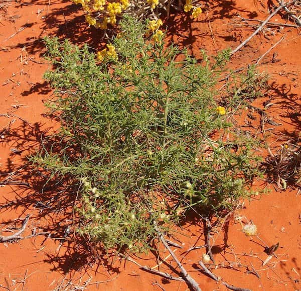 Salsola australis photo