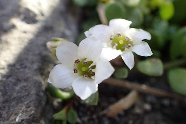 Samolus repens photo