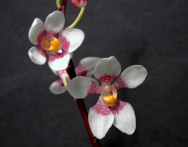 Sarcochilus fitzgeraldii photo