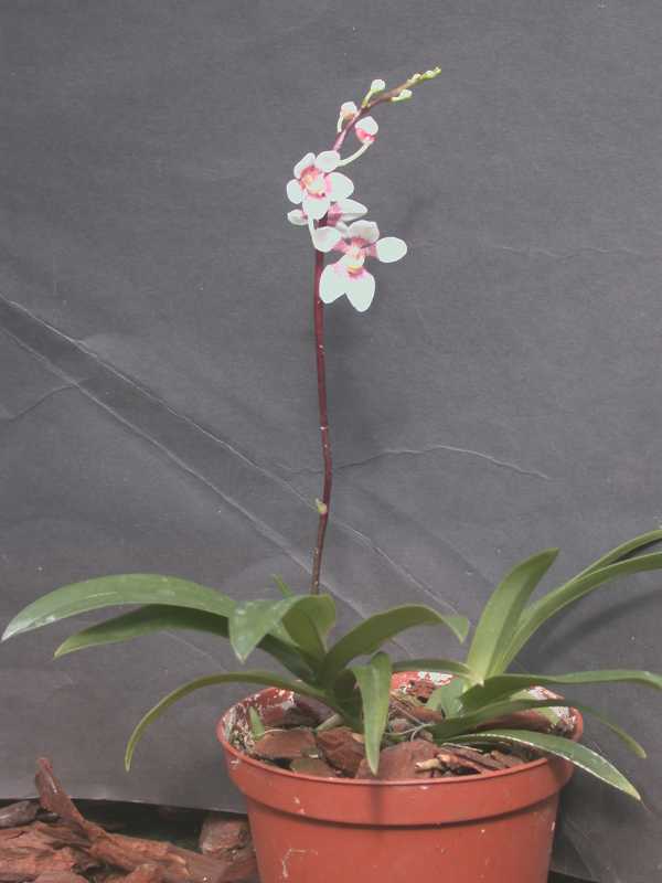 Sarcochilus fitzgeraldii photo