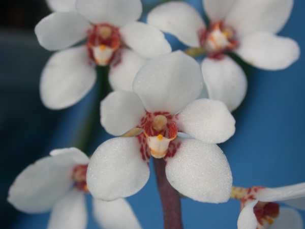 Sarcochilus hartmannii photo