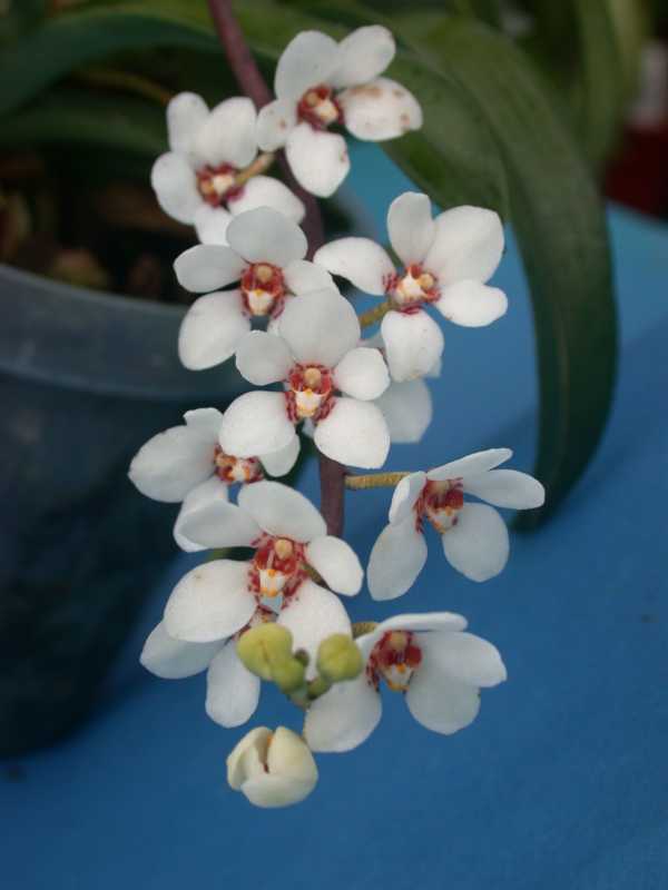 Sarcochilus hartmannii photo