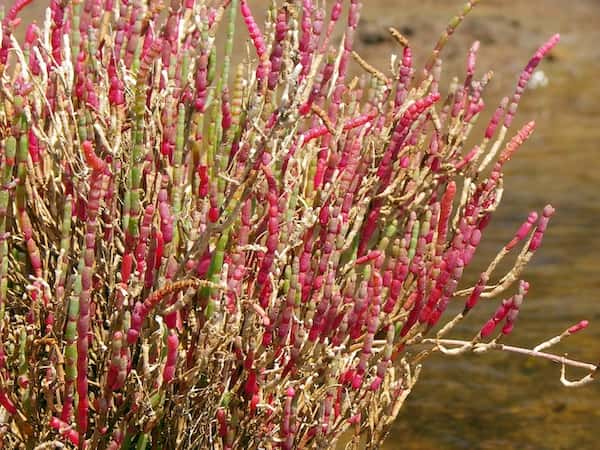 Sarcocornia quinqueflora photo