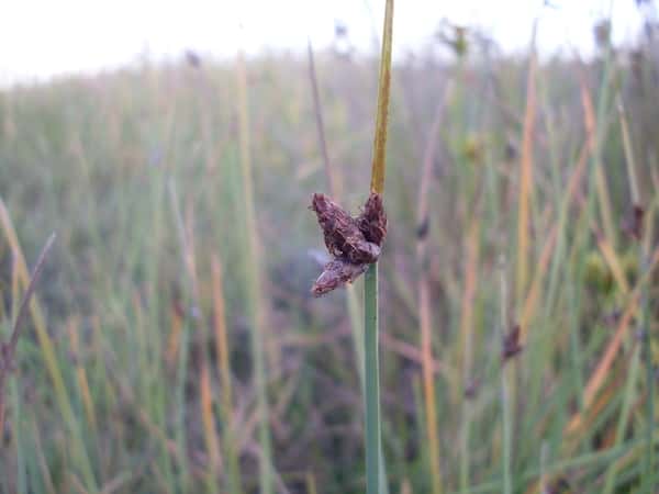 Schoenoplectus pungens photo