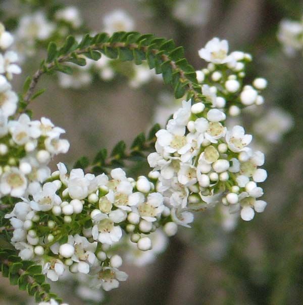 Scholtzia oligandra photo