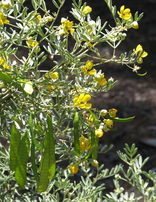 Senna artemisioides photo