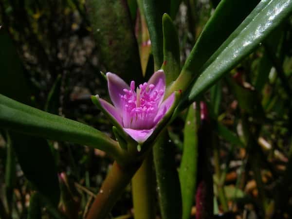 Sesuvium portulacastrum photo