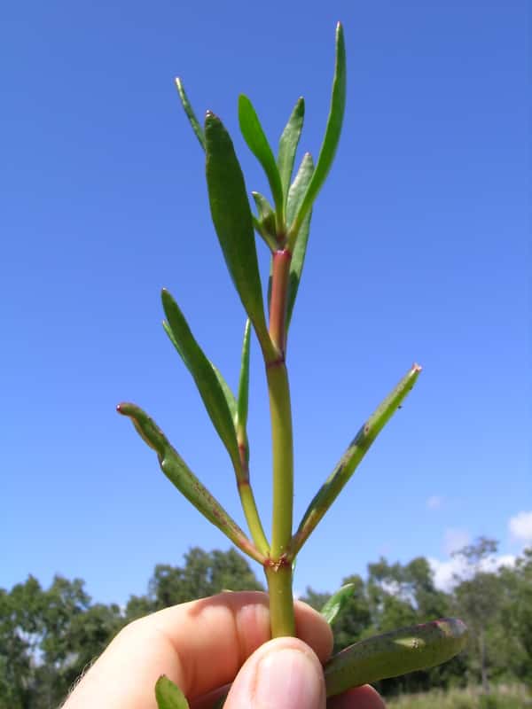 Sesuvium portulacastrum photo