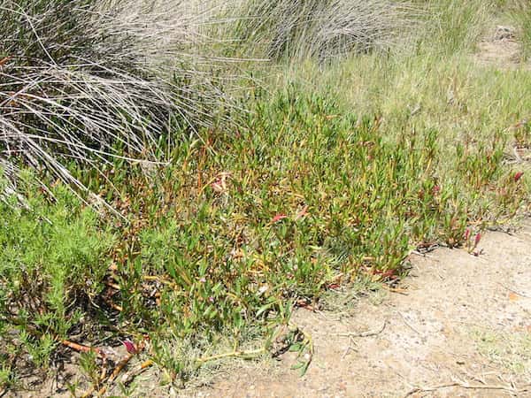 Sesuvium portulacastrum photo