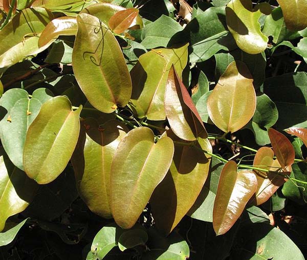 Smilax australis photo