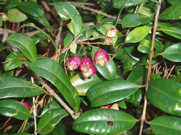 Syzygium australe photo
