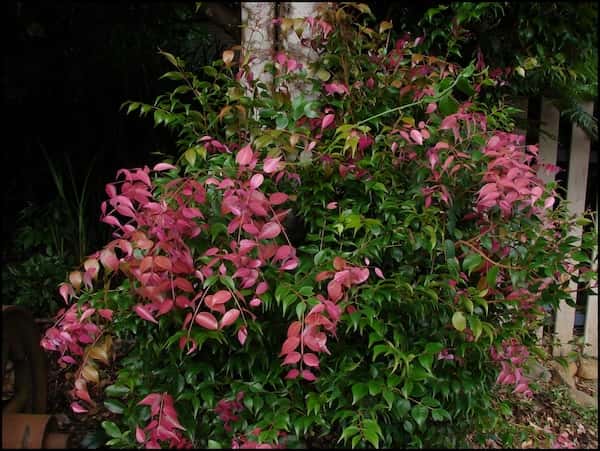 Syzygium luehmannii photo