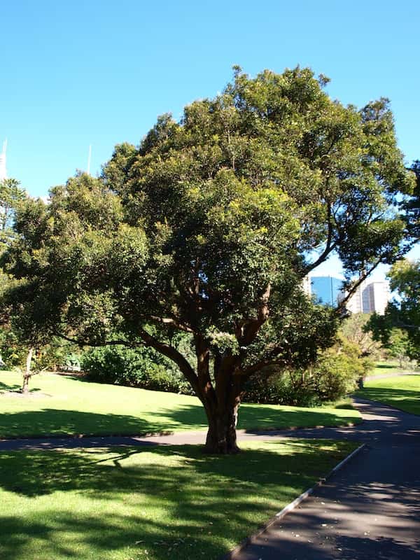 Syzygium luehmannii photo