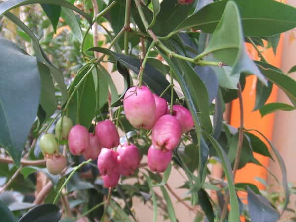 Syzygium oleosum photo