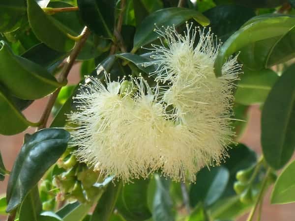 Syzygium paniculatum photo