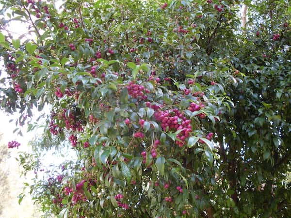 Syzygium paniculatum photo