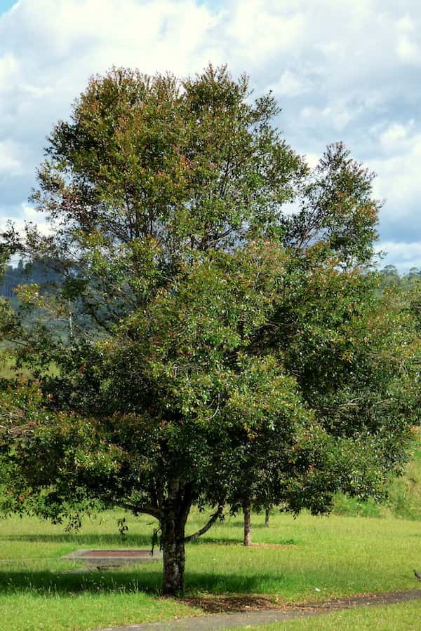 Syzygium paniculatum photo