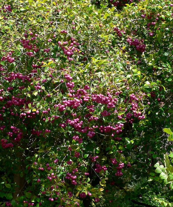Syzygium smithii photo