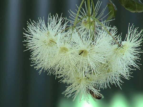 Syzygium smithii photo