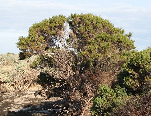 Tecticornia arbuscula photo