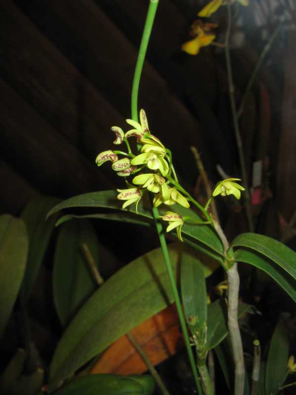 Thelychiton gracilicaulis photo