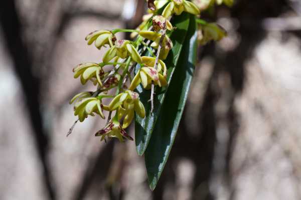 Thelychiton gracilicaulis photo