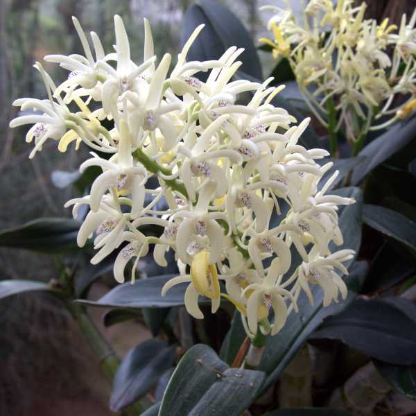 Thelychiton speciosus photo