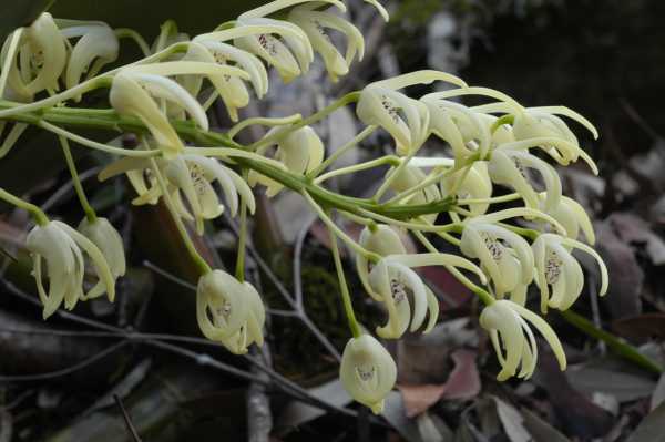 Thelychiton speciosus photo