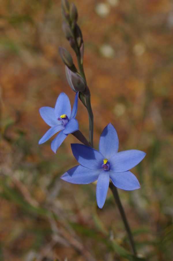 Thelymitra crinita photo