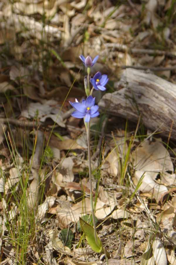 Thelymitra crinita photo