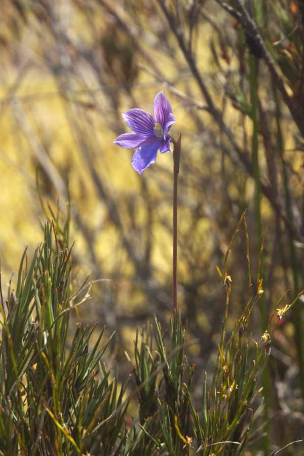 Thelymitra cyanea photo