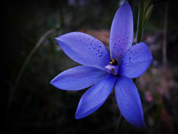 Thelymitra ixioides photo