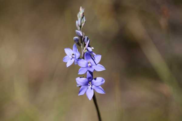 Thelymitra ixioides photo