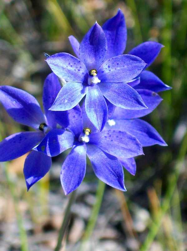 Thelymitra ixioides photo