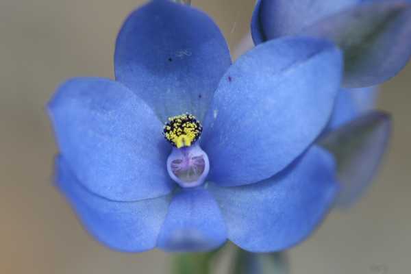 Thelymitra macrophylla photo