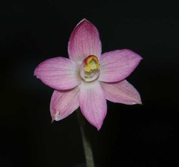 Thelymitra rubra photo