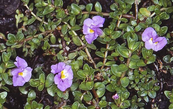 Thyridia repens photo