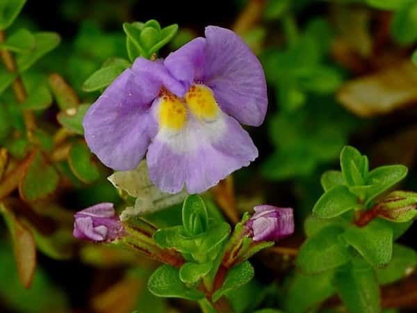 Thyridia repens photo