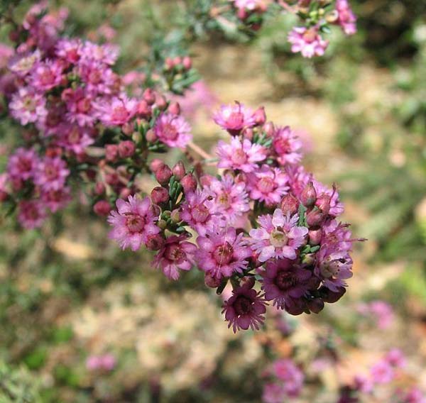 Verticordia plumosa photo