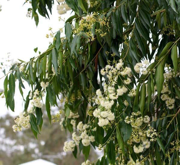 Waterhousea floribunda photo