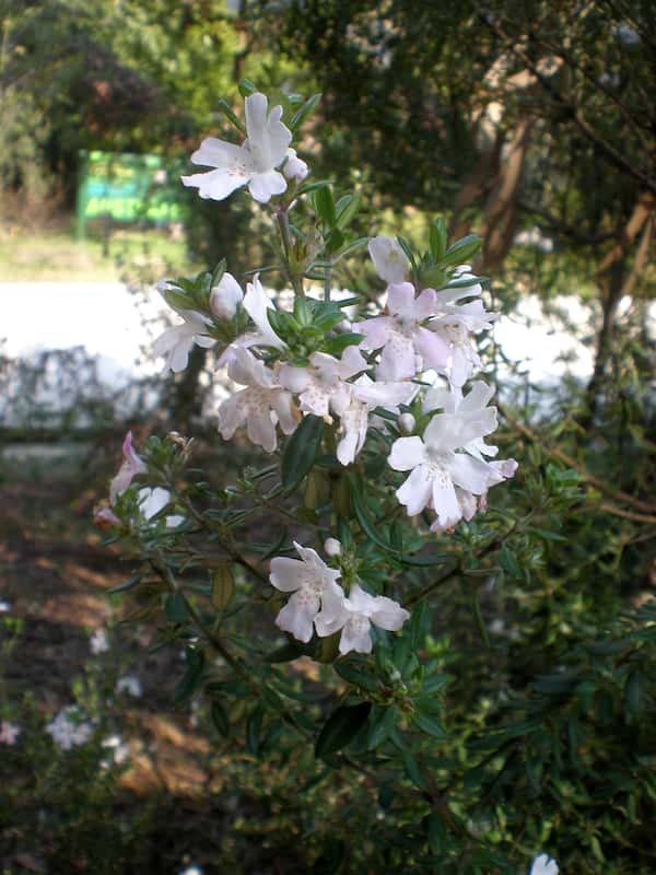 Westringia brevifolia photo