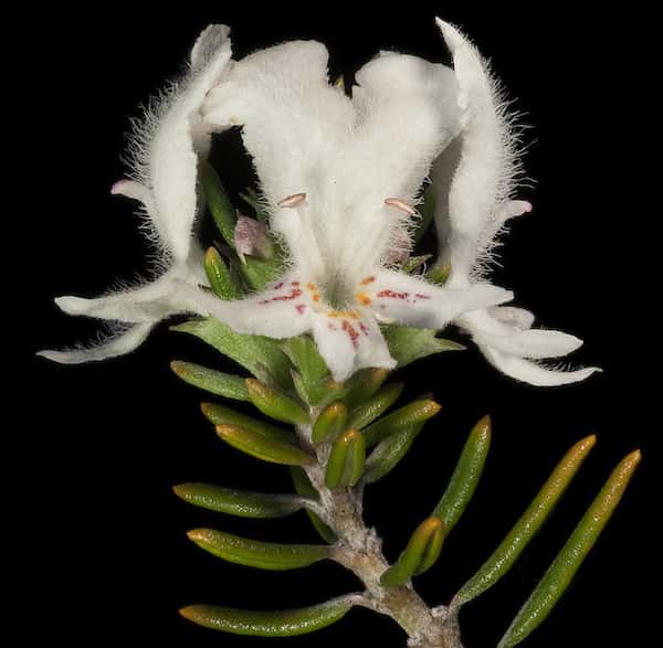 Westringia dampieri photo