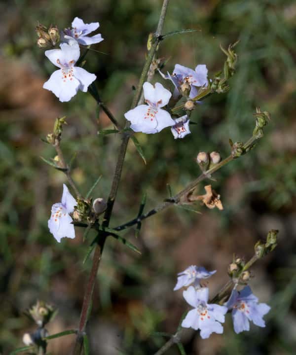 Westringia eremicola photo