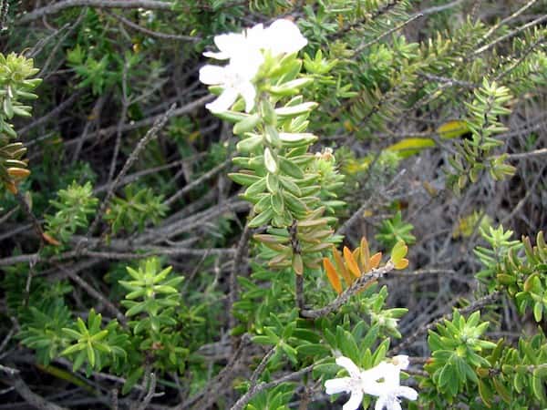 Westringia fruticosa photo
